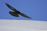 Image. Alpine Chough
