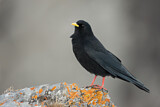 Image. Alpine Chough