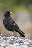 Image. Alpine Chough