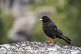 Image. Alpine Chough