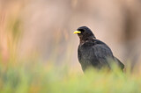 Image. Alpine Chough