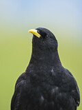Image. Alpine Chough