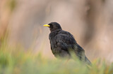 Image. Alpine Chough