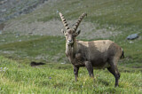 Image. Alpine Ibex