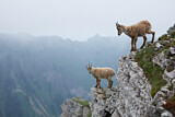 Image. Alpine Ibex