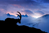 Image. Alpine Ibex