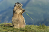Image. Alpine Marmot