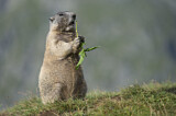 Image. Alpine Marmot