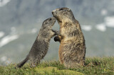 Image. Alpine Marmot