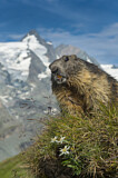 Image. Alpine Marmot