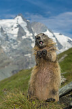 Image. Alpine Marmot