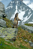 Image. Alpine Marmot