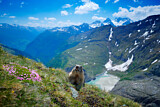 Image. Alpine Marmot