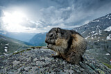 Image. Alpine Marmot