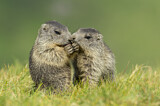 Image. Alpine Marmot