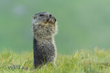 Image. Alpine Marmot