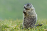 Image. Alpine Marmot