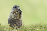Image. Alpine Marmot