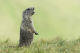 Image. Alpine Marmot