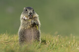 Image. Alpine Marmot