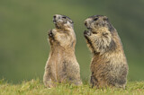 Image. Alpine Marmot