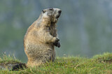 Image. Alpine Marmot