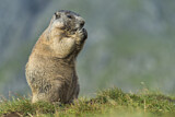 Image. Alpine Marmot