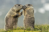 Image. Alpine Marmot