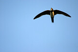 Image. Alpine Swift