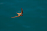 Image. Alpine Swift