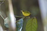 Image. Alström's Warbler