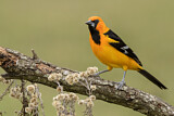 Image. Altamira Oriole