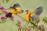 Image. Altamira Oriole