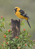 Image. Altamira Oriole