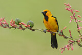 Image. Altamira Oriole