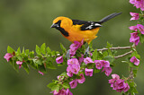 Image. Altamira Oriole