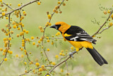 Image. Altamira Oriole
