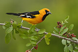 Image. Altamira Oriole