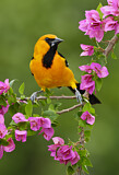 Image. Altamira Oriole