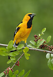 Image. Altamira Oriole