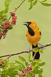 Image. Altamira Oriole