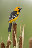 Image. Altamira Oriole