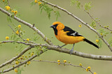 Image. Altamira Oriole