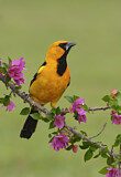 Image. Altamira Oriole