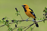 Image. Altamira Oriole