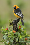 Image. Altamira Oriole