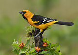 Image. Altamira Oriole
