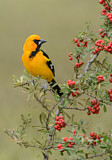 Image. Altamira Oriole