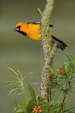 Image. Altamira Oriole