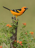 Image. Altamira Oriole
